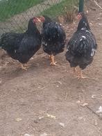 Jonge wyandotte groothoenders, Dieren en Toebehoren, Pluimvee, Meerdere dieren, Kip