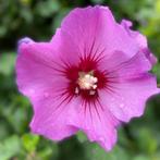 Graines d'hibiscus rose, Envoi