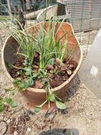 gres pot met planten 20€, Ophalen