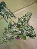 Syngonium 'Mojito', Enlèvement