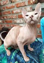 Don Sphynx / Donskoy poes Victoria met Stamboom, Animaux & Accessoires, Vermifugé, 3 à 5 ans, Chatte ou Chat
