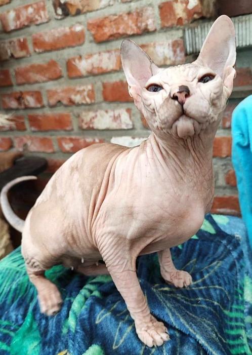 Don Sphynx / Donskoy poes Victoria met Stamboom, Animaux & Accessoires, Chats & Chatons | Chats de race | Poil ras, Chatte ou Chat
