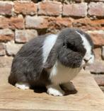 Mâle Minilop, Animaux & Accessoires, Mâle, Nain, Oreilles tombantes, 0 à 2 ans