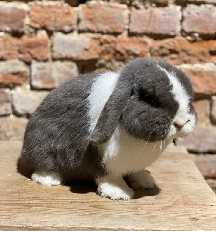 Mâle Minilop, Animaux & Accessoires, Lapins, Nain, Mâle, 0 à 2 ans, Oreilles tombantes