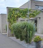 Siergras Panicum virgatum Northwind, Tuin en Terras, Ophalen, Lente