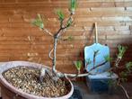 Bonsai boompje, Tuin en Terras, Planten | Bomen, Halfschaduw, Overige soorten, 250 tot 400 cm, Ophalen