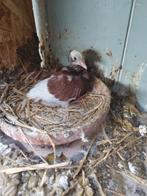 Hollandse kapucijners, Dieren en Toebehoren