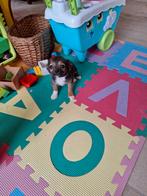 Chihuahua pups, Dieren en Toebehoren, Honden | Chihuahua's en Gezelschapshonden, Parvo, België, 8 tot 15 weken, Meerdere