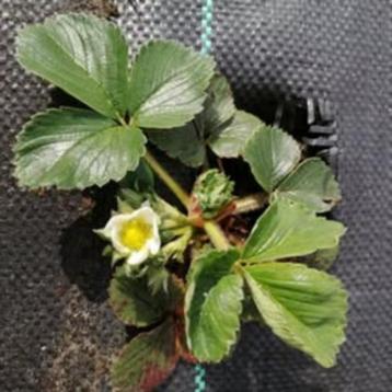 aarbeiplantjes  beschikbaar voor biedingen
