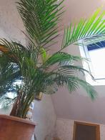 Prachtige palm kamerplant, Huis en Inrichting, Kamerplanten, Palm, 150 tot 200 cm, Halfschaduw, In pot