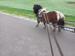 2 juments et un hongre des Shetlanders bien élevés, Animaux & Accessoires, Poney A (jusqu'à 1.17 m), Plusieurs animaux