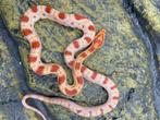 Korenslang 10 maand oud (soort: Reverse Okeetee) laatste die, Serpent, 0 à 2 ans
