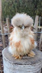 Knappe jonge usa zijdehoenders haan, Dieren en Toebehoren, Mannelijk, Kip