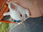 Lapin nain à vendre, Animaux & Accessoires, Lapins, Plusieurs animaux, Nain, 0 à 2 ans