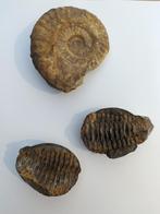 Twee fossielen, Fossiel, Ophalen