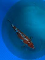 Japanse koi doitsu 25-30cm, Dieren en Toebehoren, Vissen | Vijvervissen, Karper of Koi