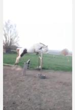 3-jarig veulen, Dieren en Toebehoren, Paarden, Hengst