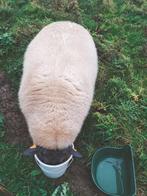 schaap Bleu Du Maine, Dieren en Toebehoren, Mannelijk, Schaap, 3 tot 5 jaar