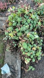 Geranium endressi, Tuin en Terras, Ophalen