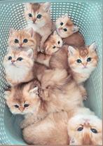 Britse korthaar kittens met stamboom, Dieren en Toebehoren, Katten en Kittens | Raskatten | Langhaar, Meerdere dieren, 0 tot 2 jaar