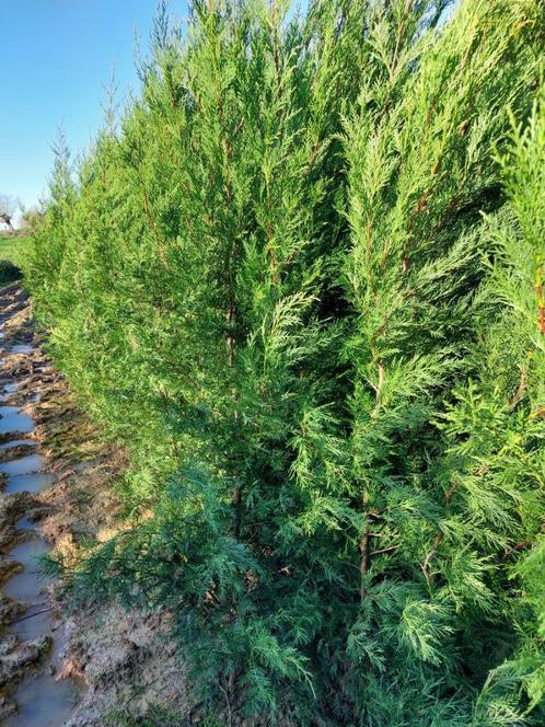 Haagspar/ coniferen: leylandiicipres groenblijvend, Tuin en Terras, Planten | Struiken en Hagen, Haag, Conifeer, 100 tot 250 cm