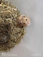 Syrische Hamster Man 2025, April, Mannelijk, Hamster