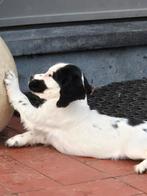 Engelse Cocker Spaniël pups, Dieren en Toebehoren, België, Fokker | Hobbymatig, CDV (hondenziekte), 8 tot 15 weken