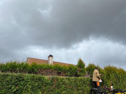 Boom-en-snoeiwerken. Kleine afbraak. Containers ., Diensten en Vakmensen, Aannemers