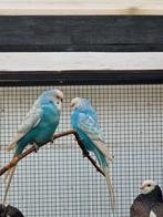 Parkieten, Dieren en Toebehoren