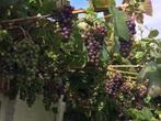 Druivelaar Boskoop Glory, Tuin en Terras, Planten | Tuinplanten, Ophalen, Vaste plant, Volle zon