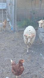 Magnifique couple de moutons nain à vendre au prix demandé, Dieren en Toebehoren, Ophalen, Nieuw