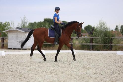 Halve stal, Dieren en Toebehoren, Paarden, Ruin, 170 tot 175 cm, 3 tot 6 jaar, Recreatiepaard, Met stamboom