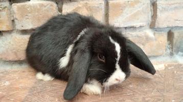 Nederlands dwerg hangoor  beschikbaar voor biedingen