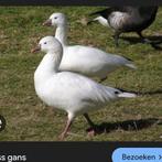 Overjaars ross gans vrouw, Dieren en Toebehoren