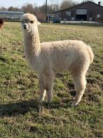 Juments alpaga, Animaux & Accessoires, Femelle, 0 à 2 ans