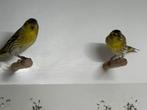 Sijzen, Dieren en Toebehoren, Meerdere dieren, Wildzangvogel, Geringd