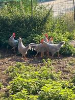 Parelgrijze leghorn haantjes