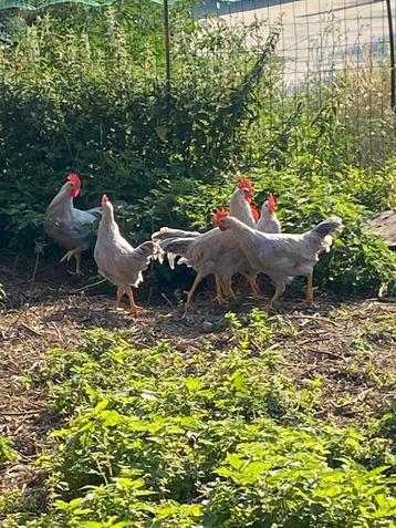 Parelgrijze leghorn haantjes  beschikbaar voor biedingen