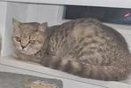 Britse Korthaar tabby, Chatte ou Chat, À poils courts, 0 à 2 ans
