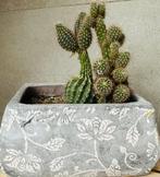 Cactus echt met pot keramisch grijs, Tuin en Terras, Bloempotten, Ophalen, Gebruikt