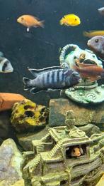 Mbuna cichlide Pseudotropheus elongatus, Dieren en Toebehoren, Vissen | Aquariumvissen