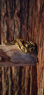 Morelia spilota jungle jaguar 2024 man, Dieren en Toebehoren, Ophalen