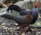 Prelaat van Young Pheasant Wormed Bagués, Dieren en Toebehoren, Vogels | Hokken en Kooien, Ophalen of Verzenden, Nieuw, Overige materialen