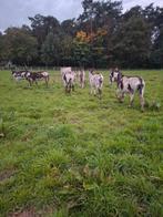 5 bonte merries en 1 hengst, Dieren en Toebehoren, Februari