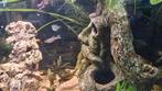 Endler guppy's, Dieren en Toebehoren