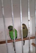 Blackface grasparkieten, Plusieurs animaux, Perruche, Bagué