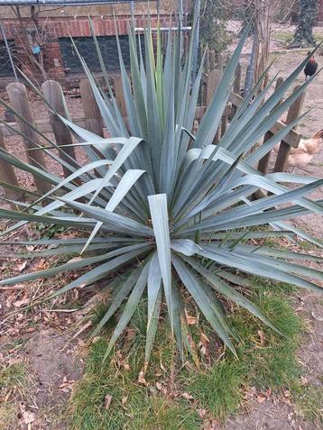Grote yucca  beschikbaar voor biedingen