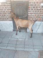 Grote Geiten, Dieren en Toebehoren, Schapen, Geiten en Varkens, Geit