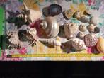 schelpen, Verzamelen, Mineralen en Fossielen, Ophalen of Verzenden, Schelp(en)