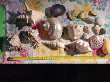 schelpen beschikbaar voor biedingen